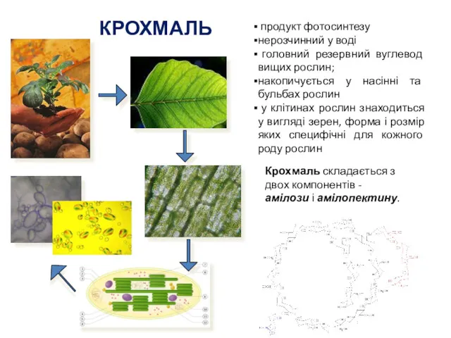 КРОХМАЛЬ продукт фотосинтезу нерозчинний у воді головний резервний вуглевод вищих