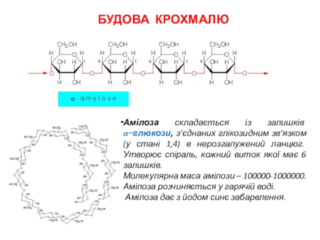 БУДОВА КРОХМАЛЮ Амілоза складається із залишків α−глюкози, з'єднаних глікозидним зв'язком