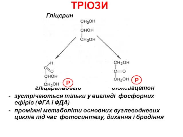 ТРІОЗИ Гліцерин гліцеральдегід діоксиацетон зустрічаються тільки у вигляді фосфорних ефірів
