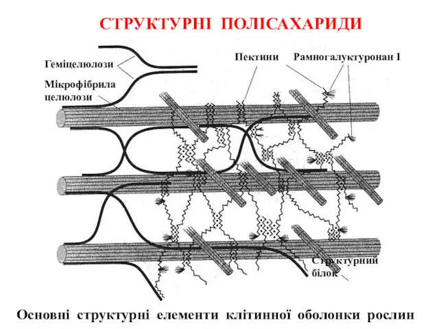 Основні структурні елементи клітинної оболонки рослин Пектини Рамногалуктуронан І Структурний білок Геміцелюлози Мікрофібрила целюлози СТРУКТУРНІ ПОЛІСАХАРИДИ