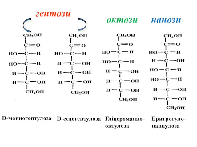 D-манногептулоза D-седогептулоза Гліцероманно- октулоза Еритрогуло-наннулоза гептози октози нанози