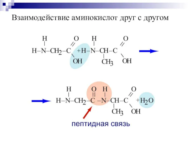 Взаимодействие аминокислот друг с другом