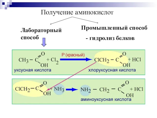 Получение аминокислот Лабораторный способ Промышленный способ - гидролиз белков