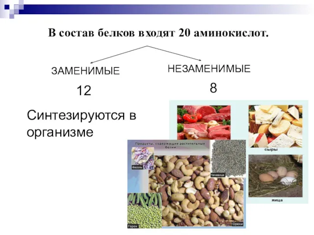 В состав белков входят 20 аминокислот. ЗАМЕНИМЫЕ НЕЗАМЕНИМЫЕ 12 8 Синтезируются в организме