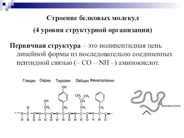 Строение белковых молекул (4 уровня структурной организации) Первичная структура –