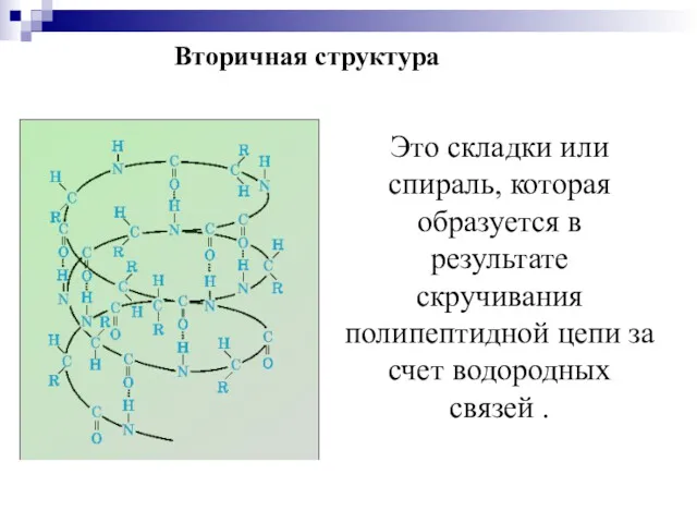 Вторичная структура Это складки или спираль, которая образуется в результате