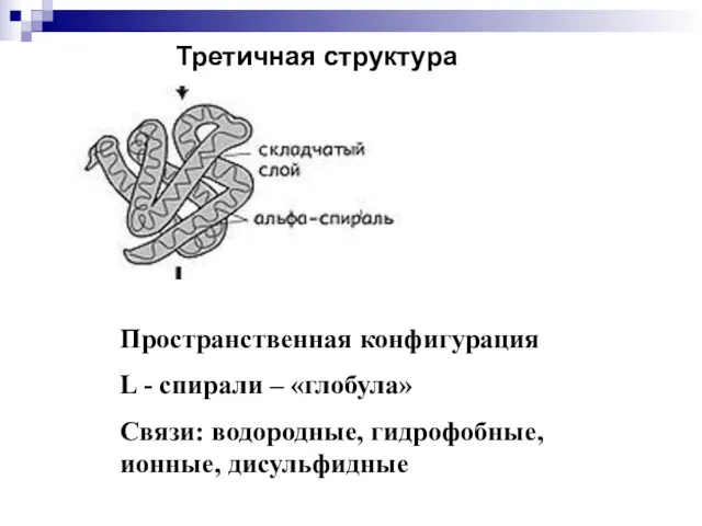 Третичная структура Пространственная конфигурация L - спирали – «глобула» Связи: водородные, гидрофобные, ионные, дисульфидные