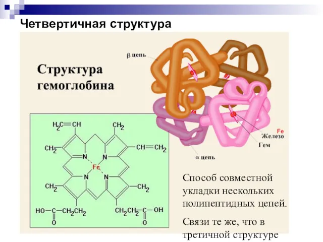 Четвертичная структура Способ совместной укладки нескольких полипептидных цепей. Связи те же, что в третичной структуре