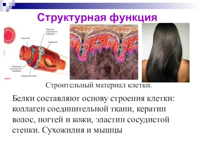 Структурная функция Белки составляют основу строения клетки: коллаген соединительной ткани,