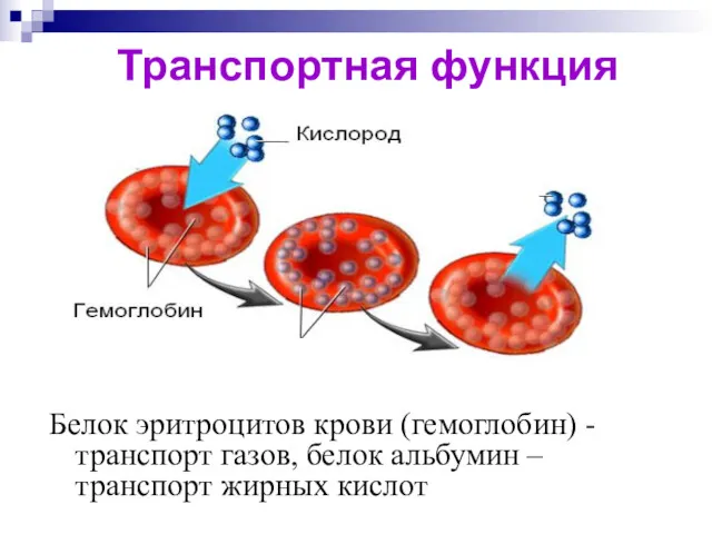 Транспортная функция Белок эритроцитов крови (гемоглобин) - транспорт газов, белок
