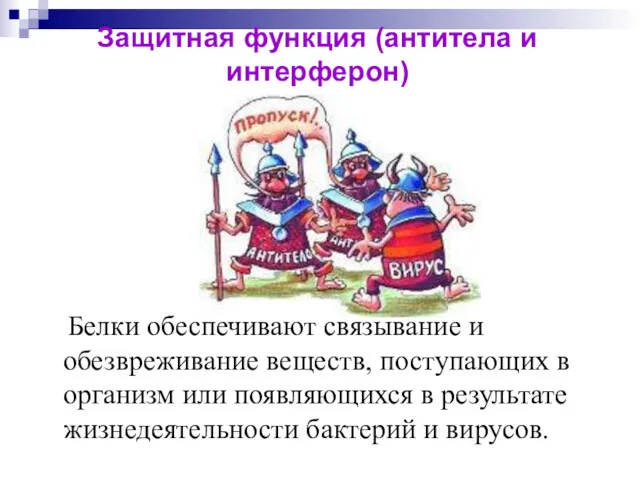 Защитная функция (антитела и интерферон) Белки обеспечивают связывание и обезвреживание