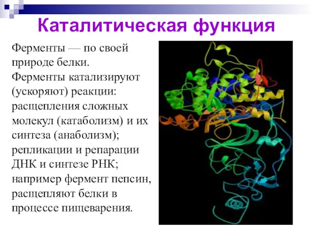 Каталитическая функция Ферменты — по своей природе белки. Ферменты катализируют