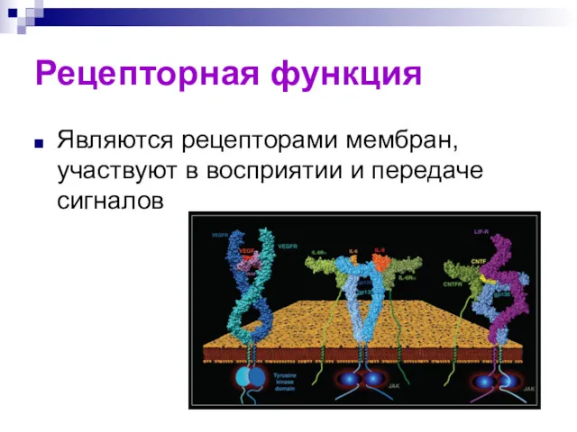 Рецепторная функция Являются рецепторами мембран, участвуют в восприятии и передаче сигналов