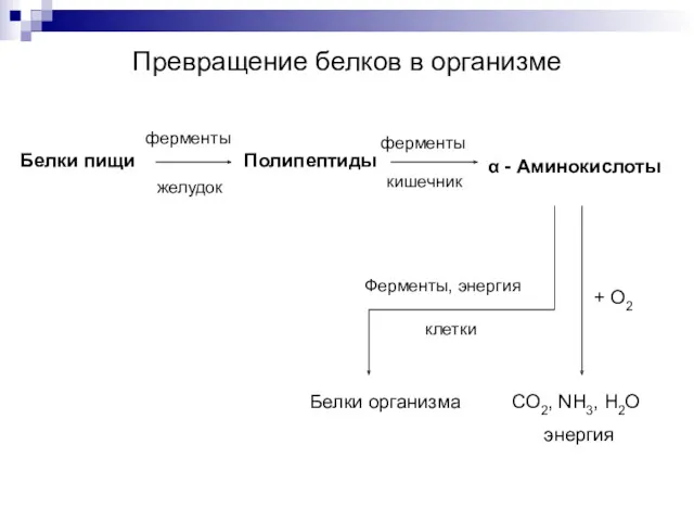 Превращение белков в организме Белки пищи Полипептиды ферменты желудок α