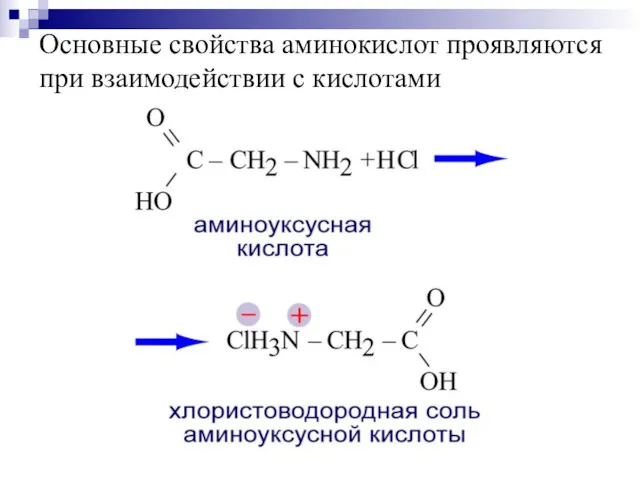 Основные свойства аминокислот проявляются при взаимодействии с кислотами