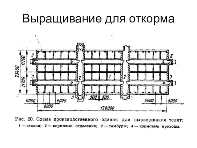 Выращивание для откорма