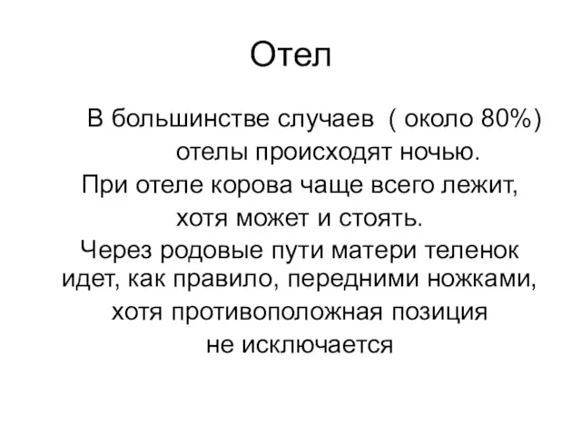 Отел В большинстве случаев ( около 80%) отелы происходят ночью.