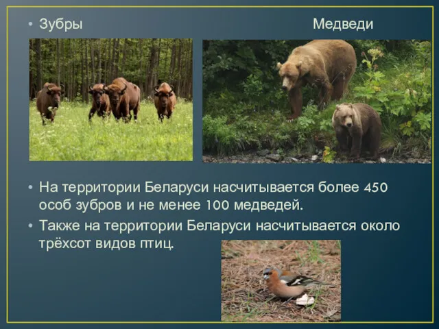 Зубры Медведи На территории Беларуси насчитывается более 450 особ зубров