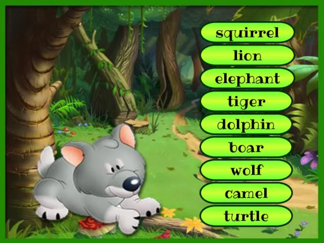 squirrel lion elephant tiger dolphin boar camel turtle wolf