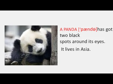 A PANDA [‘pændə]has got two black spots around its eyes. It lives in Asia.