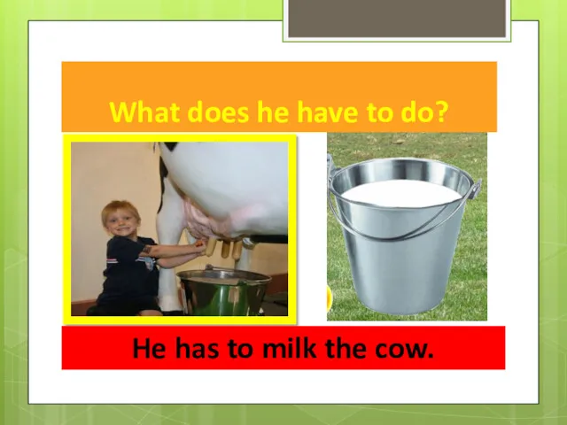 What does he have to do? He has to milk the cow.