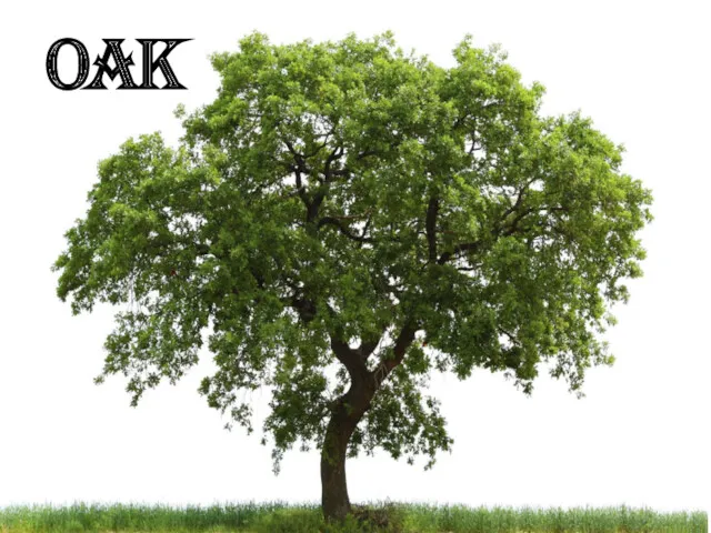 Oak