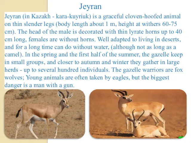 Jeyran (in Kazakh - kara-kuyriuk) is a graceful cloven-hoofed animal