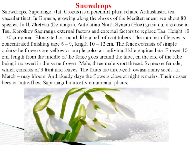 Snowdrops, Superangel (lat. Crocus) is a perennial plant related Arthashastra