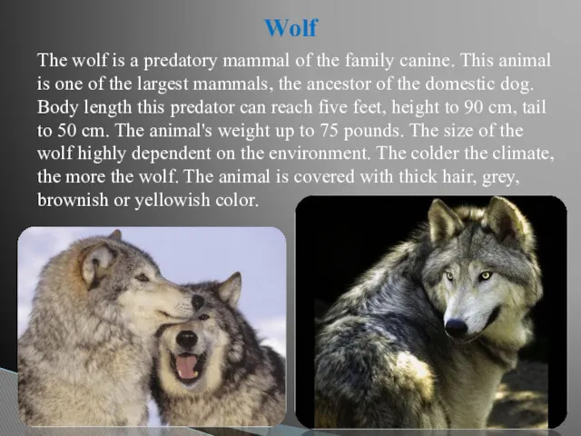 The wolf is a predatory mammal of the family canine.