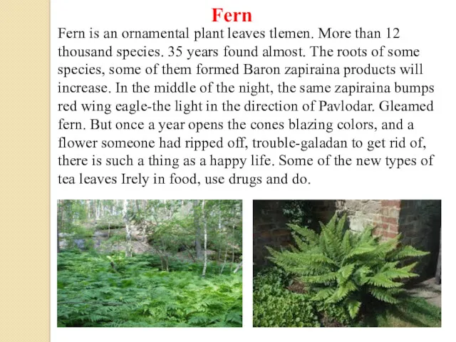 Fern is an ornamental plant leaves tlemen. More than 12