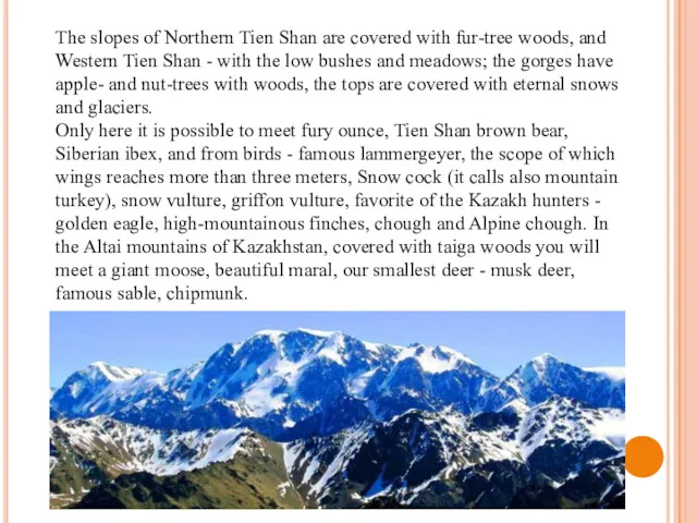 The slopes of Northern Tien Shan are covered with fur-tree