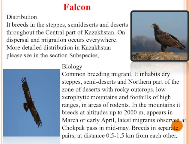 Distribution It breeds in the steppes, semideserts and deserts throughout