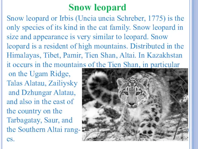 Snow leopard or Irbis (Uncia uncia Schreber, 1775) is the