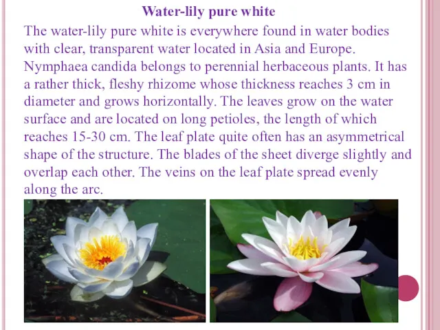 The water-lily pure white is everywhere found in water bodies