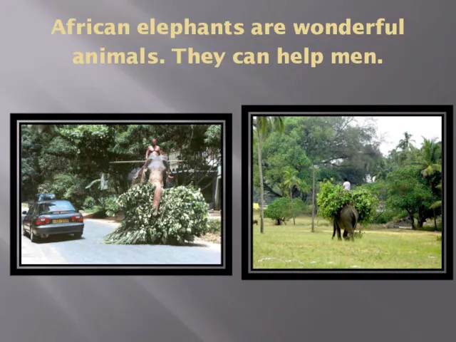 African elephants are wonderful animals. They can help men.