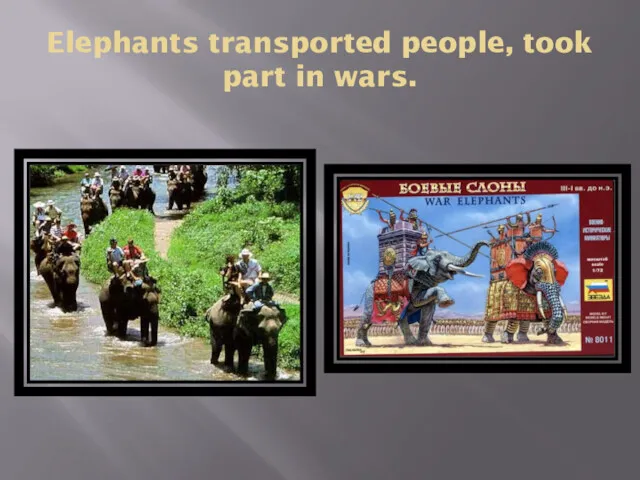 Elephants transported people, took part in wars.