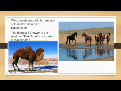 Wild camels and wild horses are still meet in deserts