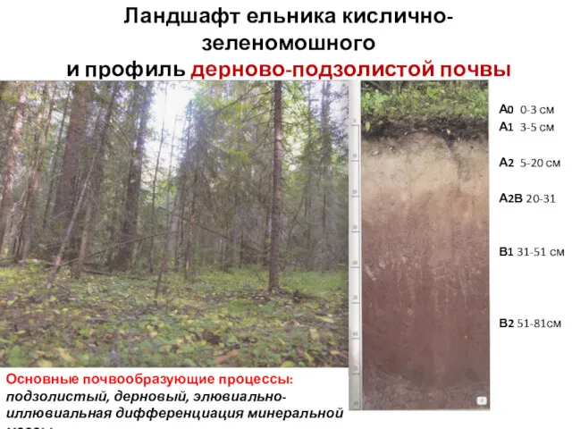 Ландшафт ельника кислично-зеленомошного и профиль дерново-подзолистой почвы А0 0-3 см
