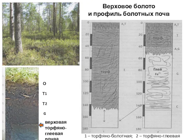 Верховое болото и профиль болотных почв О Т1 Т2 G