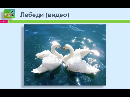 Лебеди (видео)