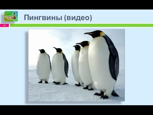 Пингвины (видео)