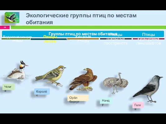 Экологические группы птиц по местам обитания Группы птиц по местам обитания Водоплавающие птицы