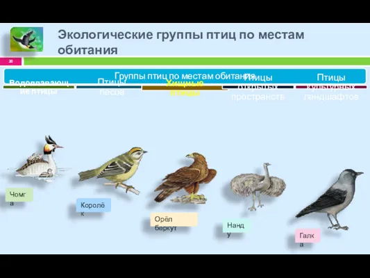 Экологические группы птиц по местам обитания Группы птиц по местам