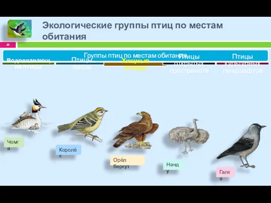 Экологические группы птиц по местам обитания Группы птиц по местам обитания Водоплавающие птицы