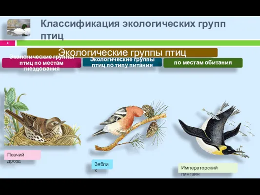 Классификация экологических групп птиц Экологические группы птиц Экологические группы птиц по местам гнездования