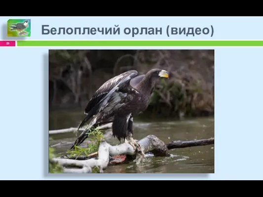 Белоплечий орлан (видео)