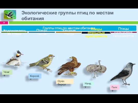 Экологические группы птиц по местам обитания Группы птиц по местам обитания Водоплавающие птицы