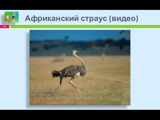 Африканский страус (видео)