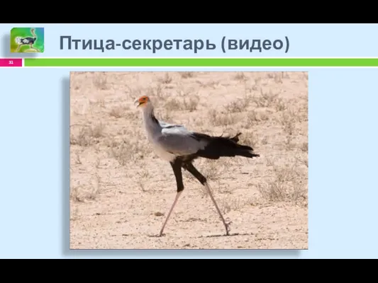 Птица-секретарь (видео)