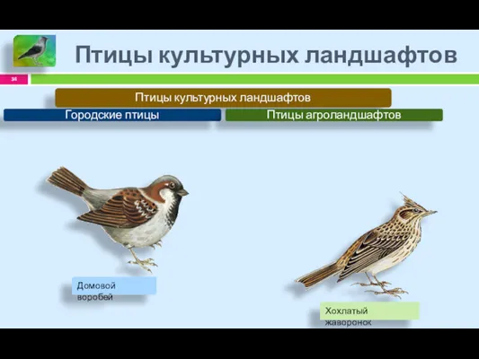 Птицы культурных ландшафтов Птицы культурных ландшафтов Городские птицы Птицы агроландшафтов